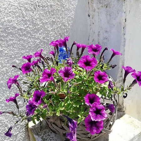 Bodrozic Trogir